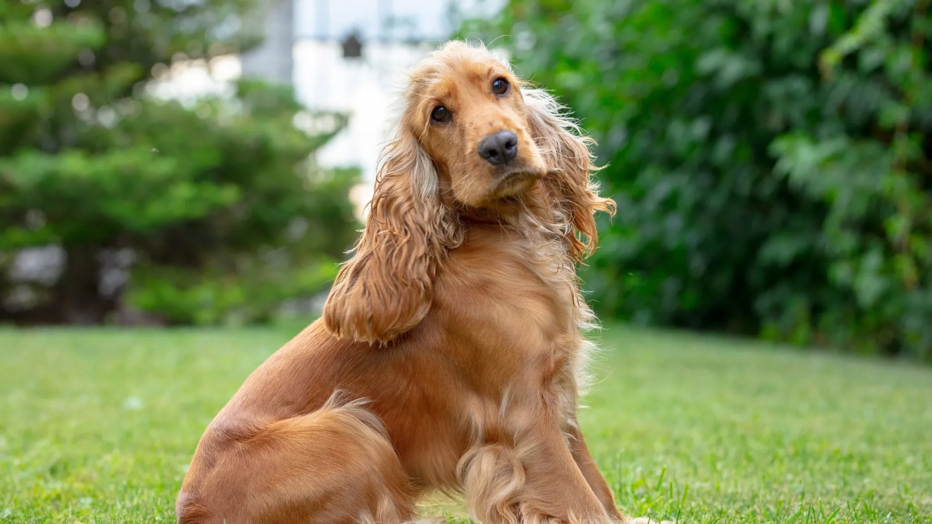 Spaniel (American Cocker)